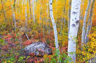 Aspen forest and rock-1779